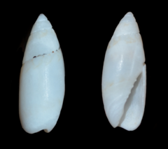 Olivella