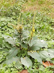 Verbascum nigrum