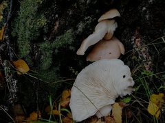 Pleurotus pulmonarius