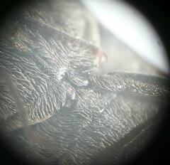 Actenicerus siaelandicus