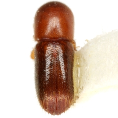 Cyclorhipidion bodoanum