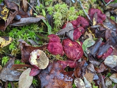 Suillus paluster