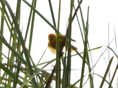 Ploceus castaneiceps