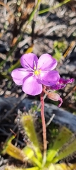 Drosera hilaris