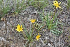 Nothocalais troximoides