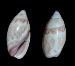 Olivella