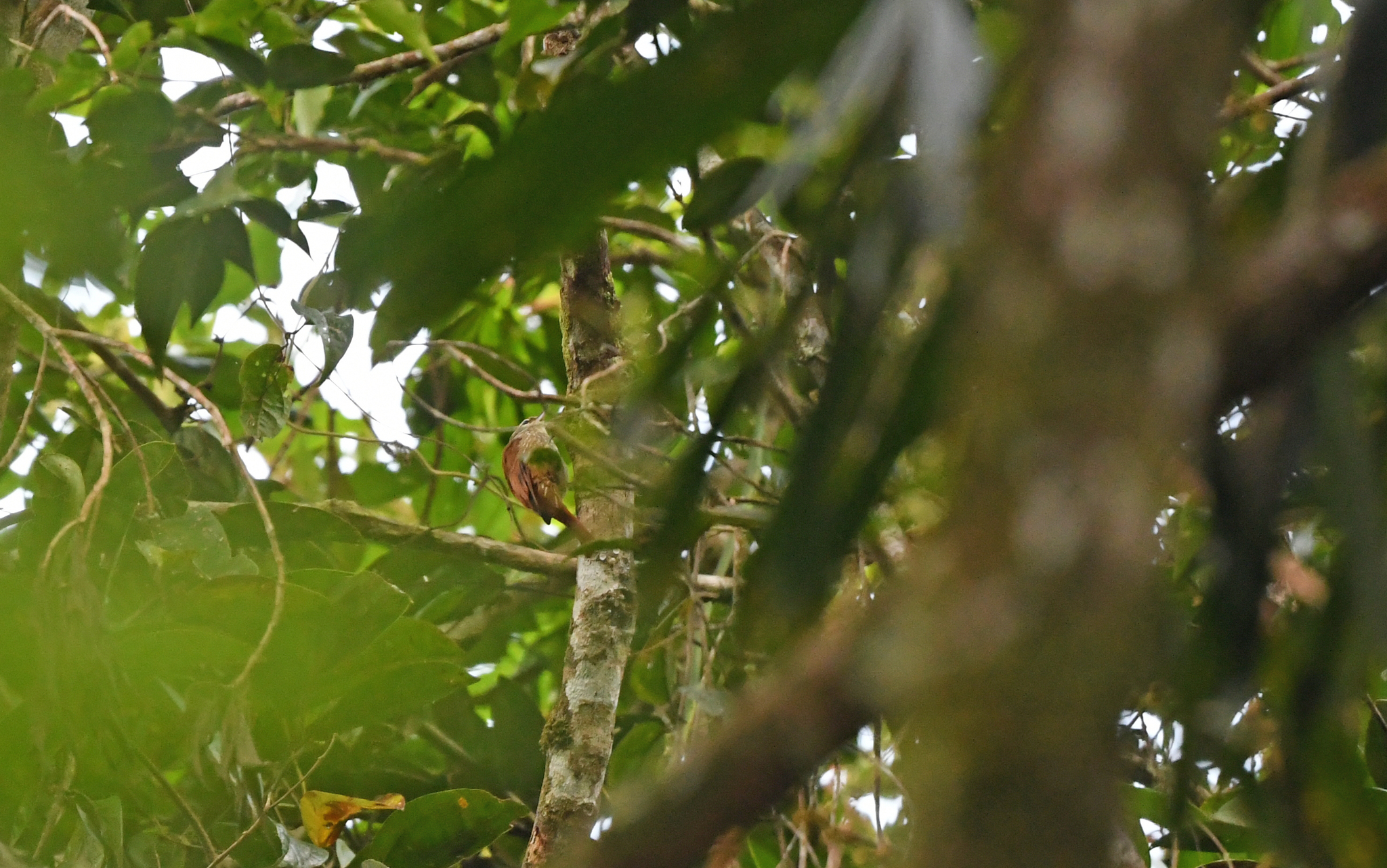 Rusty-winged Barbtail (Premnornis guttuliger), photo 10