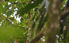 Premnornis guttuliger