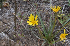 Nothocalais troximoides