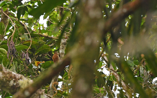 Rusty-winged Barbtail (Premnornis guttuliger)