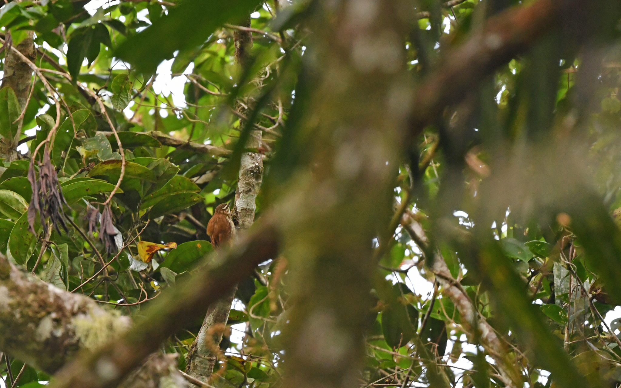 Rusty-winged Barbtail (Premnornis guttuliger), photo 9