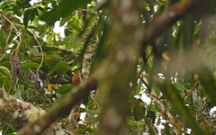 Premnornis guttuliger