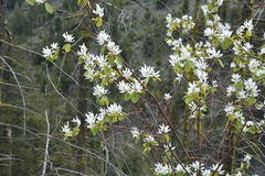 Amelanchier