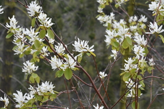 Amelanchier