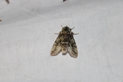 Macrurocampa marthesia