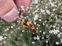 Chauliognathus basalis
