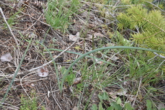 Calochortus macrocarpus macrocarpus