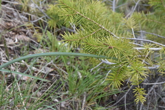 Calochortus macrocarpus macrocarpus