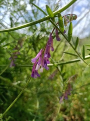 Vicia tenuifolia