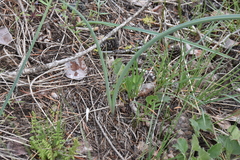 Calochortus macrocarpus macrocarpus