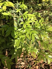Plinia cauliflora