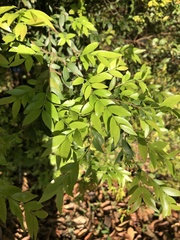 Plinia cauliflora