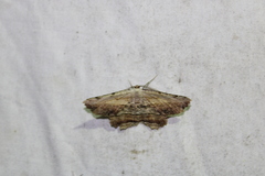 Lytrosis unitaria