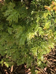 Plinia cauliflora