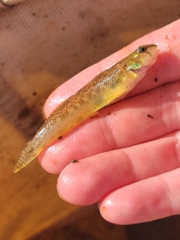 Etheostoma olmstedi