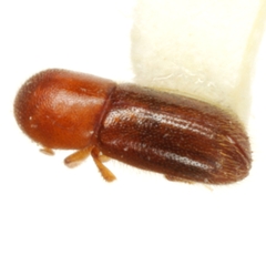 Cyclorhipidion bodoanum