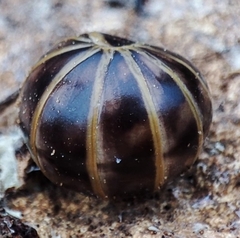 Glomeris marginata