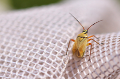 Brachycoleus pilicornis