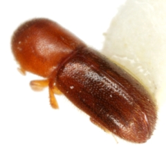 Cyclorhipidion bodoanum