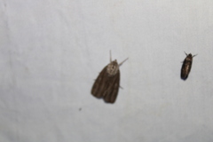 Acronicta lithospila
