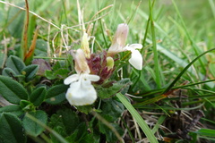 Teucrium pyrenaicum