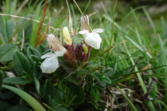 Teucrium pyrenaicum