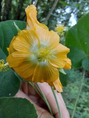 Abutilon umbelliflorum