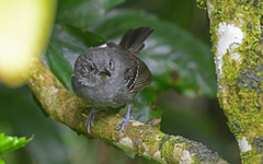 Cercomacroides parkeri