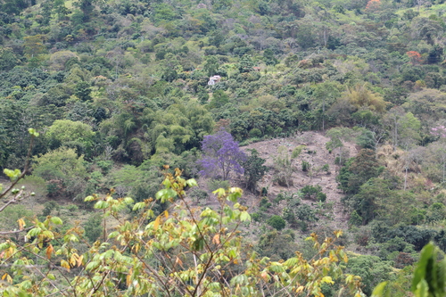 Jacaranda caucana, photograph 4