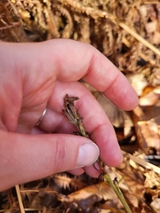 Platanthera aquilonis