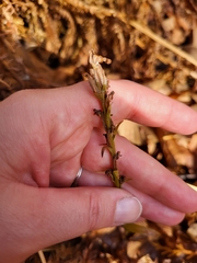 Platanthera aquilonis