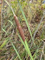 Typha