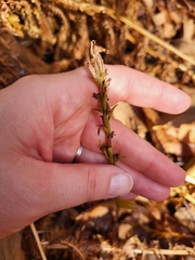 Platanthera aquilonis