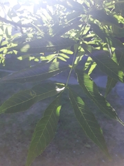Fraxinus excelsior