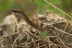 Mastigodryas melanolomus