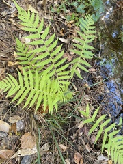 Pelazoneuron kunthii