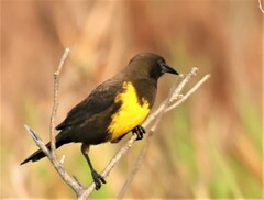 Pseudoleistes virescens