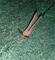 Eupterotidae