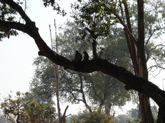 Chlorocebus pygerythrus