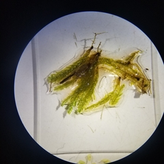 Pseudohygrohypnum eugyrium
